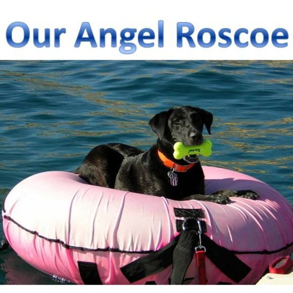 Meet your Posher, Kj - Picture 11 of 14